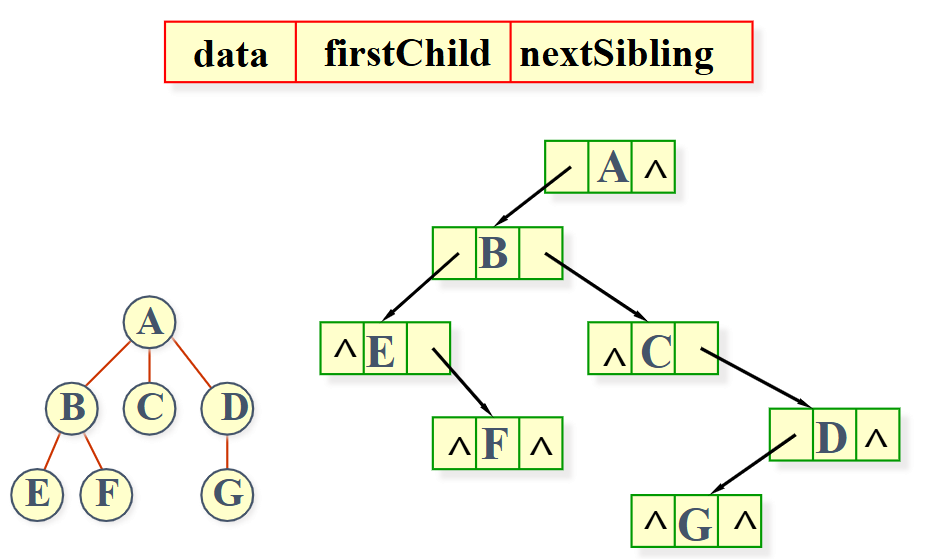 左子女-右兄弟表示